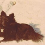 Fotografia przedstawia małego czarnego psa na śniegu.
